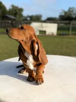 red necklace, a male Basset Hound for sale in Ocala, FL – 7 of 10