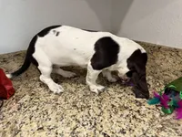 Luna, a female Basset Hound for sale in Ocala, FL – 9 of 10