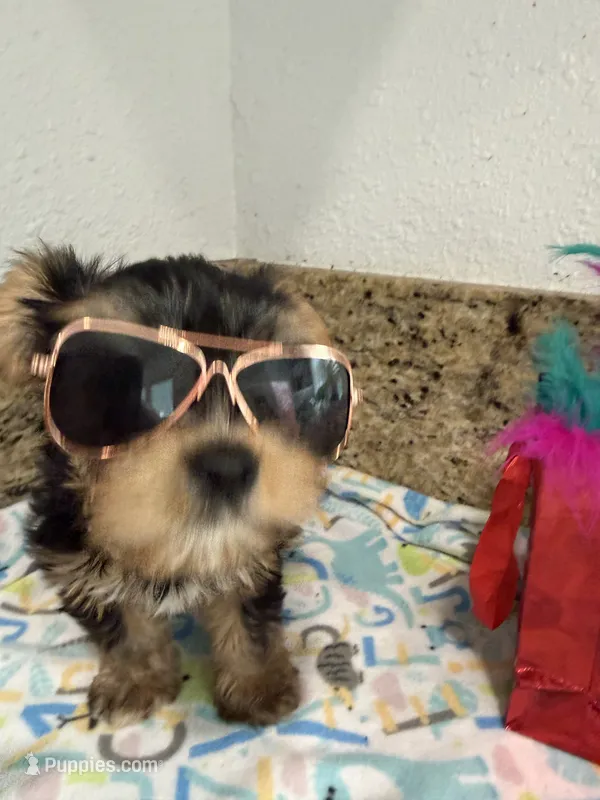 Pink necklace – Yorkshire Terrier puppy for sale in Ocala, FL