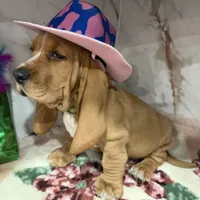 Green collar, a male Basset Hound for sale in Ocala, FL – Photo 7 of 10