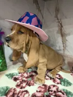 green collar, a male Basset Hound for sale in Ocala, FL – Photo 7 of 10