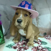 Green collar, a male Basset Hound for sale in Ocala, FL – Photo 8 of 10