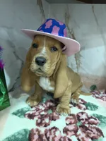 green collar, a male Basset Hound for sale in Ocala, FL – Photo 8 of 10