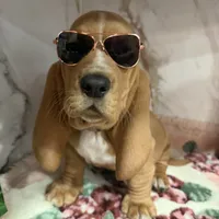 Green collar, a male Basset Hound for sale in Ocala, FL – Photo 1 of 10