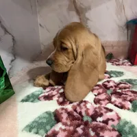 Green collar, a male Basset Hound for sale in Ocala, FL – Photo 3 of 10