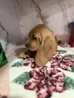 green collar, a male Basset Hound for sale in Ocala, FL – Photo 3 of 10