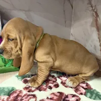 Green collar, a male Basset Hound for sale in Ocala, FL – Photo 9 of 10