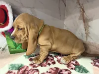 green collar, a male Basset Hound for sale in Ocala, FL – Photo 9 of 10