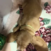 Green collar, a male Basset Hound for sale in Ocala, FL – Photo 10 of 10