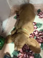 green collar, a male Basset Hound for sale in Ocala, FL – Photo 10 of 10