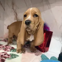 Green collar, a male Basset Hound for sale in Ocala, FL – Photo 2 of 10