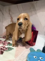 green collar, a male Basset Hound for sale in Ocala, FL – Photo 2 of 10