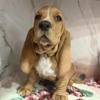 Green collar, a male Basset Hound for sale in Ocala, FL – Photo 6 of 10