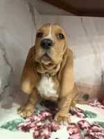 green collar, a male Basset Hound for sale in Ocala, FL – Photo 6 of 10