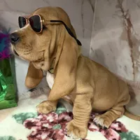 Green collar, a male Basset Hound for sale in Ocala, FL – Photo 5 of 10