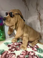 green collar, a male Basset Hound for sale in Ocala, FL – Photo 5 of 10