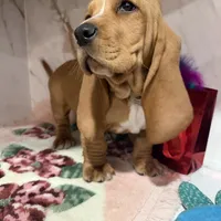 Green collar, a male Basset Hound for sale in Ocala, FL – Photo 4 of 10