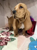 green collar, a male Basset Hound for sale in Ocala, FL – Photo 4 of 10