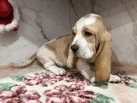 black collar, a male Basset Hound for sale in Ocala, FL – Photo 8 of 10