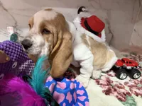 black collar, a male Basset Hound for sale in Ocala, FL – Photo 6 of 10