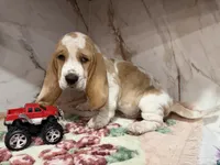 black collar, a male Basset Hound for sale in Ocala, FL – Photo 2 of 10