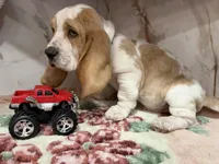 black collar, a male Basset Hound for sale in Ocala, FL – Photo 1 of 10