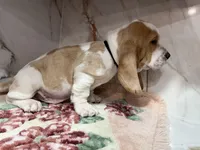 black collar, a male Basset Hound for sale in Ocala, FL – Photo 5 of 10