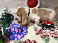 black collar, a male Basset Hound for sale in Ocala, FL – Photo 7 of 10