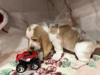 black collar, a male Basset Hound for sale in Ocala, FL – Photo 4 of 10