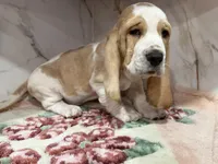 black collar, a male Basset Hound for sale in Ocala, FL – Photo 9 of 10