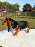 blue necklace , a male Basset Hound for sale in Ocala, FL – 5 of 10