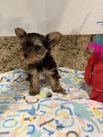 Coco, a male Yorkshire Terrier for sale in Ocala, FL – 8 of 10