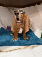 red necklace, a male Basset Hound for sale in Ocala, FL – 10 of 10