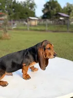 blue necklace , a male Basset Hound for sale in Ocala, FL – 4 of 10