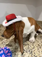Lolo, a male Basset Hound for sale in Ocala, FL – 4 of 10
