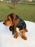 blue necklace , a male Basset Hound for sale in Ocala, FL – 2 of 10