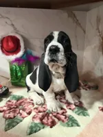 processed/0e4b9102-c4a8-43e7-9c48-8692efa6e79b/listing/fe7d0e30-525a-41b9-96a7-2ff57d598d4d/50b55898-2cdd-4e4d-9e1e-80cc8583472d