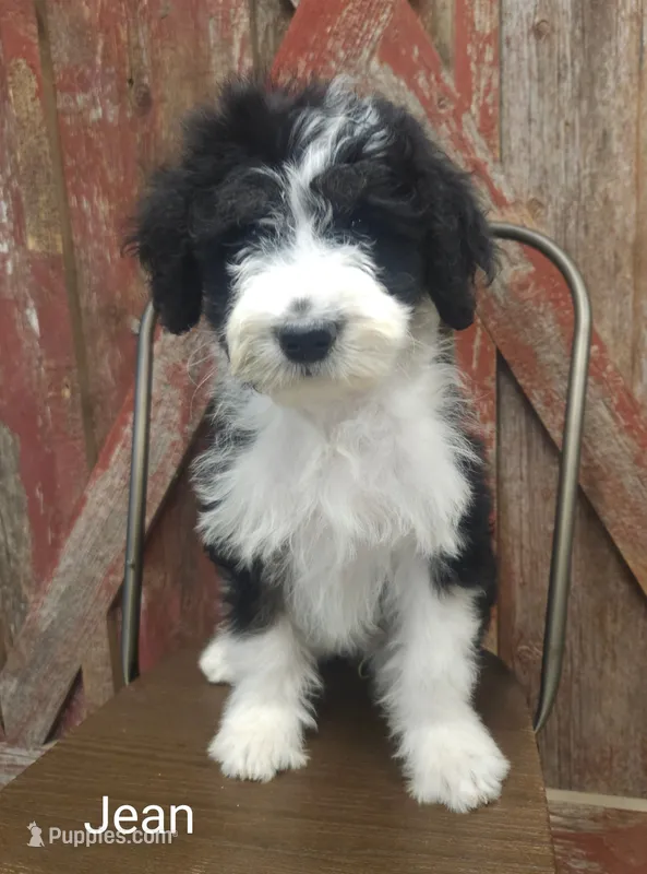 Jean – Sheepadoodle puppy for sale in Farley, IA