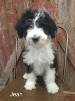 Jean, a female Sheepadoodle for sale in Farley, IA – 1 of 2