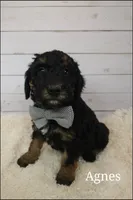 AGNES, a male Poodle - Multi-Colored Standard for sale in Farley, IA – Photo 2 of 3