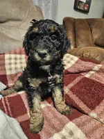 AGNES, a male Poodle - Multi-Colored Standard for sale in Farley, IA – Photo 3 of 3