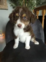 Moana, a female Aussiedoodle for sale in Farley, IA – 2 of 2