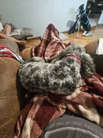 Boomer, a male Poodle - Miniature  for sale in Farley, IA – 2 of 4