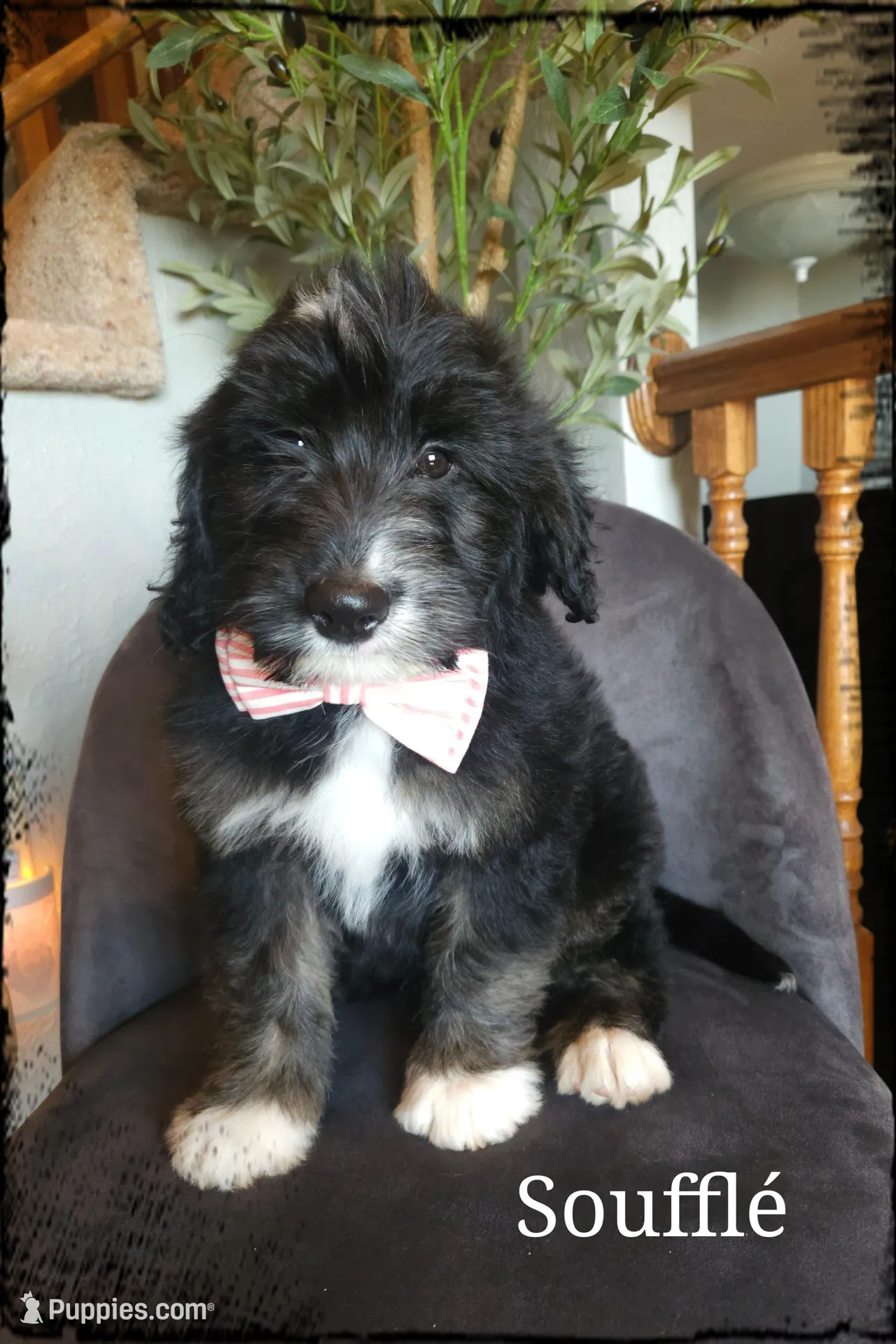Souffle  – Sheepadoodle puppy for sale in Farley, IA