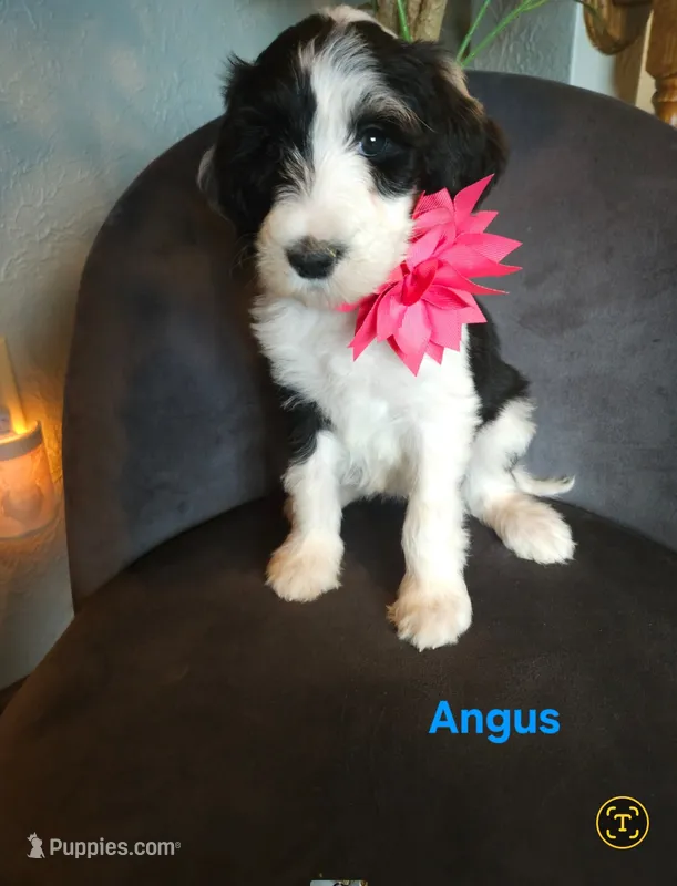 Angus – Sheepadoodle puppy for sale in Farley, IA