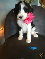 Angus, a female Sheepadoodle for sale in Farley, IA – 1 of 1