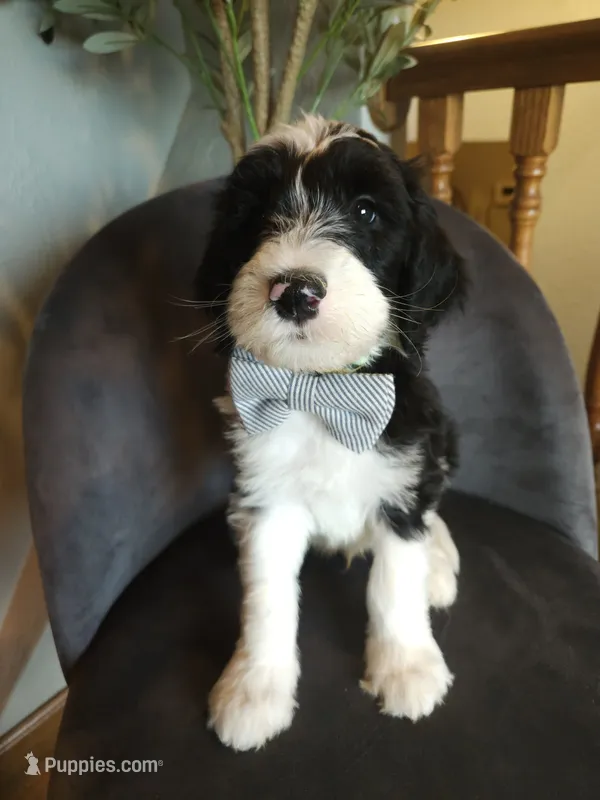 Porkchop – Sheepadoodle puppy for sale in Farley, IA