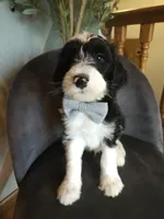 Porkchop, a female Sheepadoodle for sale in Farley, IA – 1 of 1