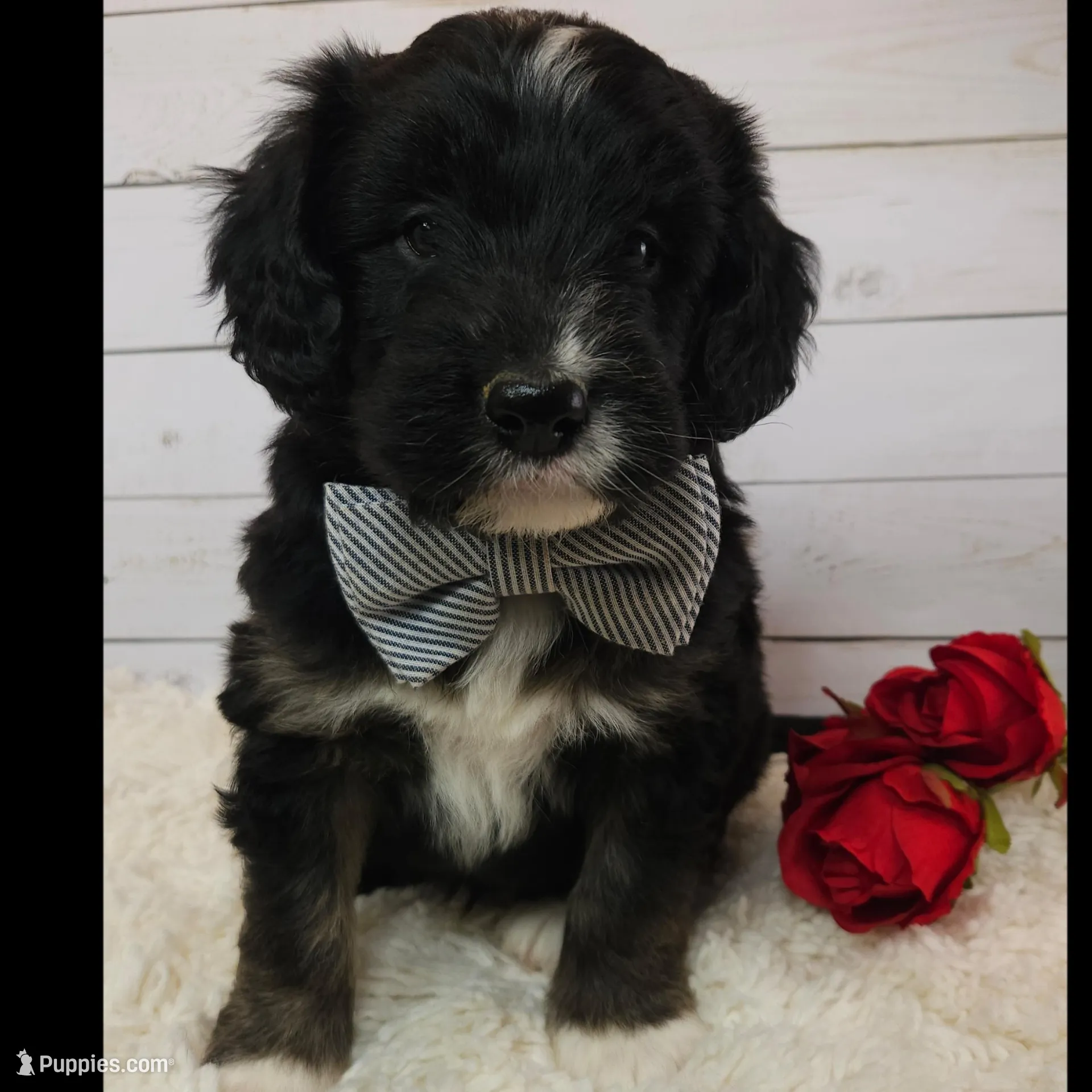 Souffle , a female Sheepadoodle for sale in Farley, IA – Photo 1 of 1