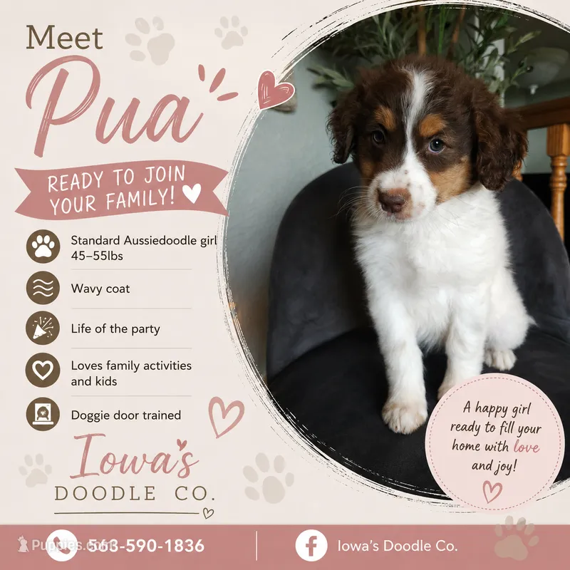 Pua – Aussiedoodle puppy for sale in Farley, IA